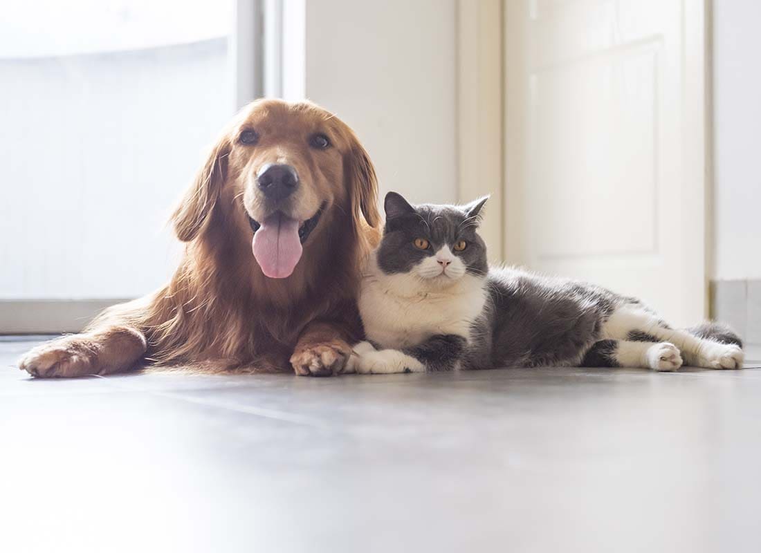 Pet Insurance - Security First Insurance Agency